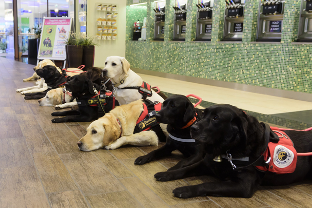 vakvezeto_kutyak 0006