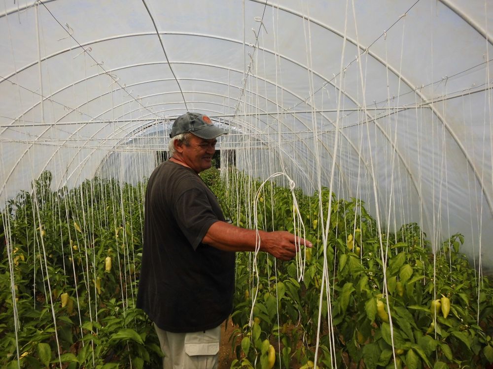 3 A paprika is igényli a gondozást, mutatja Hoffman Ferenc.jpg