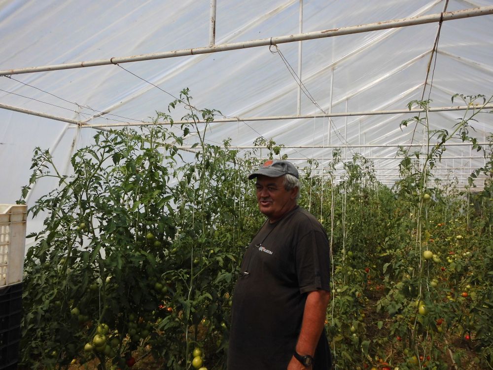 6 Hoffman Ferenc elégedett a paradicsomterméssel is.jpg